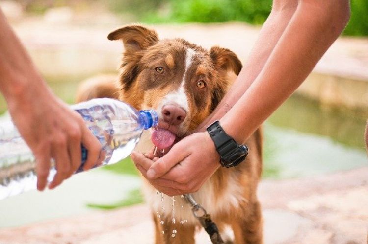 Partnersuche mit Hund